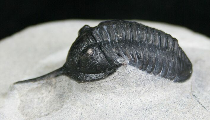 New Species Of Morocconites? Trilobite #4912